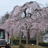 歓迎桜