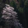 山桜