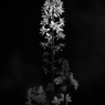 花（モノクロ）