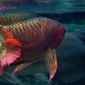 熱帯魚