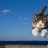 冬空ピョン