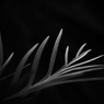 温室内の植物（モノクロ）