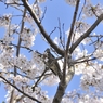 花より団子