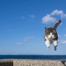 ひらりとね