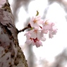 佐潟：さくら