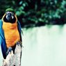 macaw