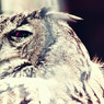 eagle owl