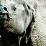 white rhinoceros