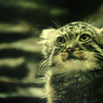 manul