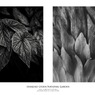 温室内の植物（組み写真）