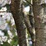 花咲く刻