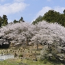 見護り桜