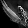 温室内の植物（モノクロ）