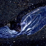 写真エッセイ：M38星雲・・ウソです。