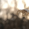 雪戴く花