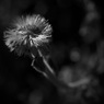 枯れた花（モノクロ）