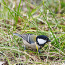 6羽目 シジュウカラ