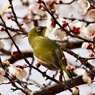 今年最初のウメジロー