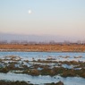 dawn, birds