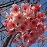 4/14陽光桜