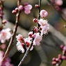 梅見月の梅：舞扇