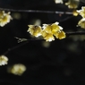 春恋し