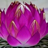 蓮華の紙工芸展より➁