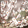 Japanese plum blossom