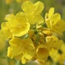 小さな菜の花畑で