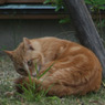 Inuyama_Cats_02