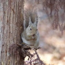 冬の里山で24(リス12)