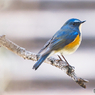 青い鳥