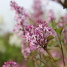 春の花々（Ⅱ）「リラの花…ライラック」