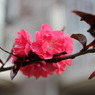 春の花々（Ⅲ）