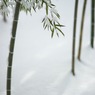 忌明けの竹林