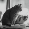 Cat!Cat!*