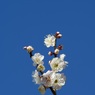 早春１