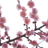 梅吐息