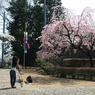 宇都宮の桜