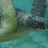 江の島水族館　水亀