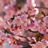 桜色吐息