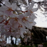 sakura0009