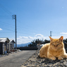 おくつろぎ