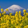 富士山と菜の花2