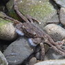 新荘川の生き物　モクズガニ