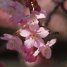 河津桜