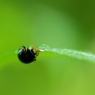 Ladybug with Droplet