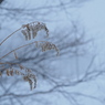 雪空に咲く