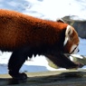 レッサーパンダ