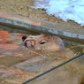 カピバラ